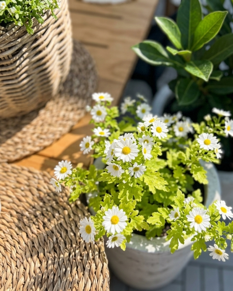 terrace plants